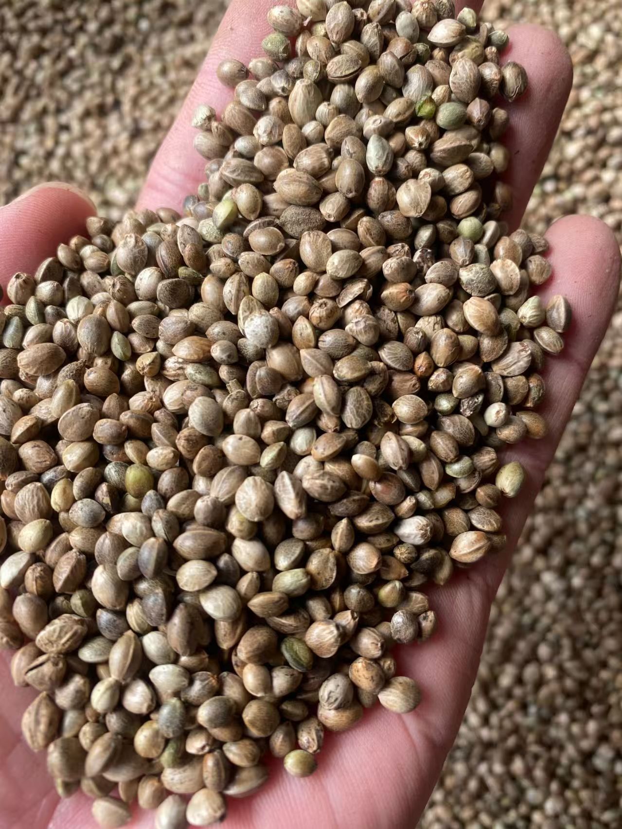 Huo Ma Ren Hemp Seed 500g Dried Huo Ma Zi Food Grade Raw Herb for Oil Pressing and Bird Feed specifications