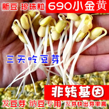 新货发豆芽黄豆生黄豆芽豆黄豆纳豆5斤 东北农家自种690小粒