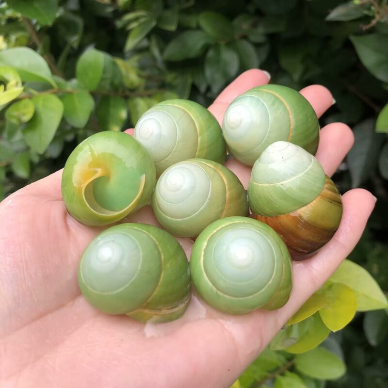 Green Apple Snail Shell Natural Shell Conch Fish Tank Aquarium Landscape Decoration Home Collection Hermit Crab Replacement Shell