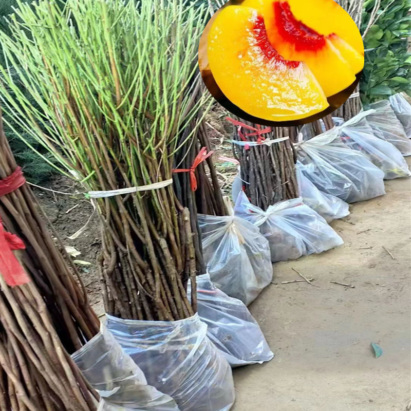 重庆黄桃苗 炎陵湖北黄桃苗 陕西黄桃苗湖南黄桃苗贵州黄桃苗广西