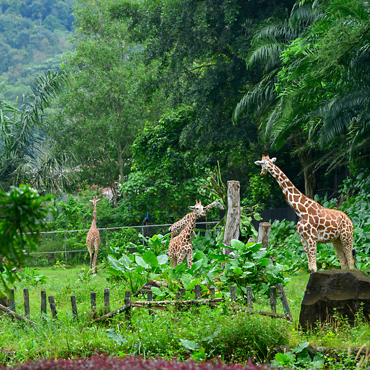 特惠长颈鹿奶牛赛马防滑夹布胶板 耐磨耐用厂家直销畜牧橡胶保温