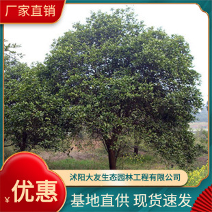 ����ֱ�N���� С��ľ ���ݘ� ���깩�����N�G��ֲ��