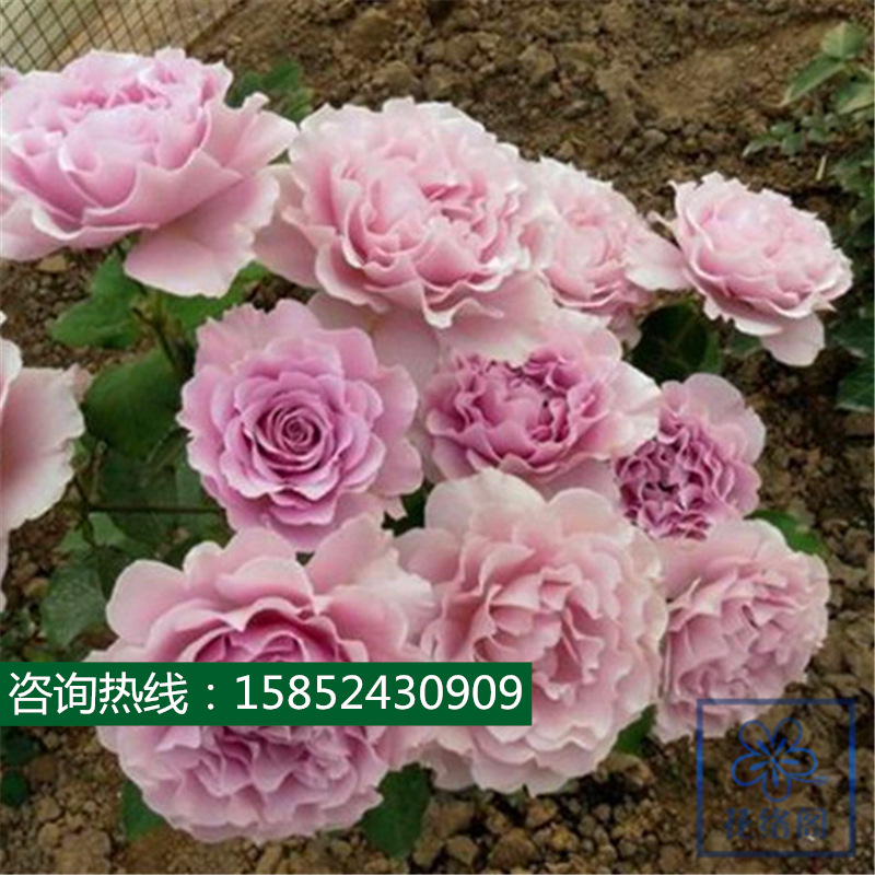 日本灌木 日本灌木厂家 品牌 图片 热帖 阿里巴巴