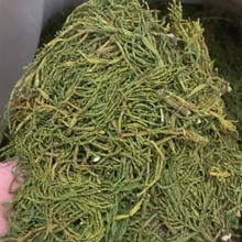 批发云南螃蟹脚茶树古茶树景迈寄生仿螃蟹脚普洱茶500克直播一件