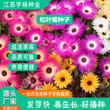 日中花种子松叶菊龙须海棠多肉野花矮生冰菜庭院阳台种植春播花卉