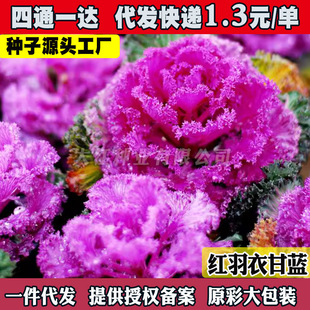 ���¸��{�N���^�pʳ���ز��߲˷N���~ĵ�����@���＾�̨���Բ���