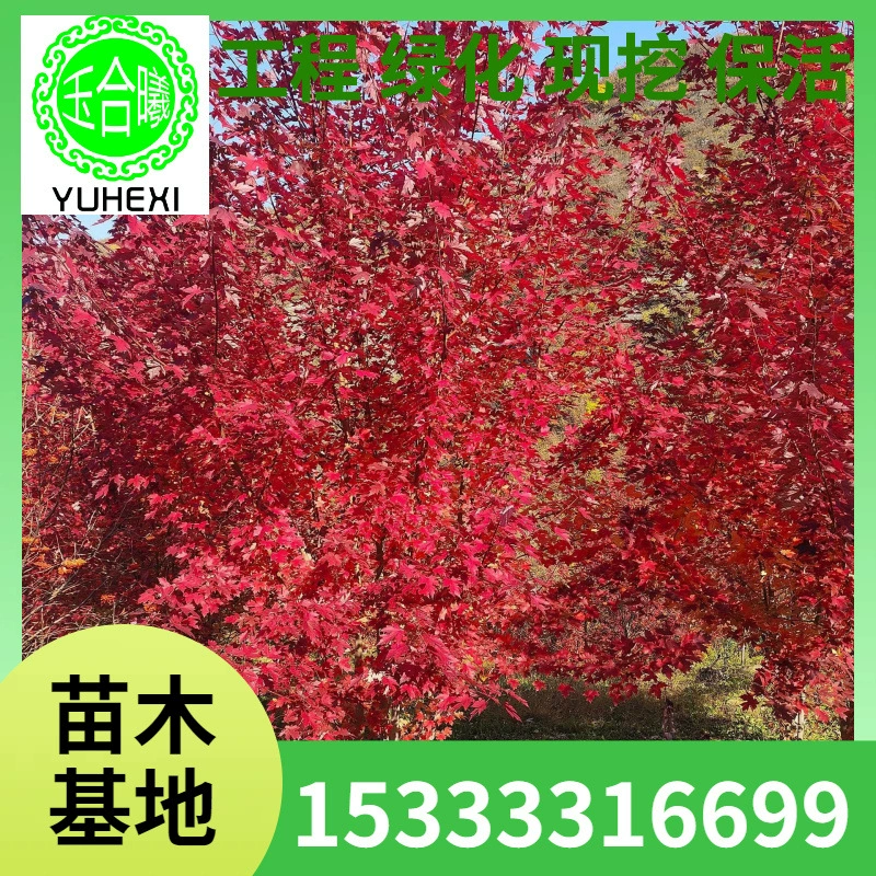 Американский красный клён, северо-восточные саженцы, питомнические саженцы, американские красные клёны, красный клён, кластерный красный клён