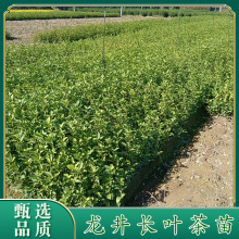 �²��������L�~�衿�������l ��ϵ�����G��Դ�^�a�� ���G�����