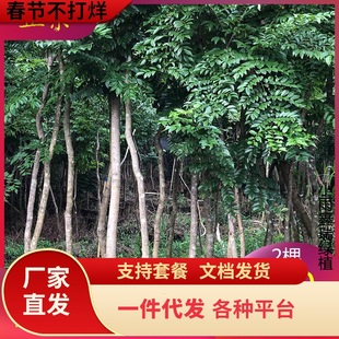 һlFSӡС~̴t֦С~Ͻz