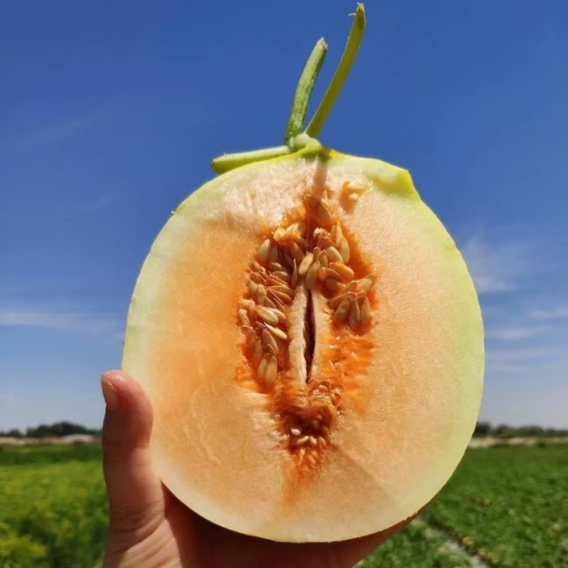 Приобретено: динозавровое яйцо (груша-мёд), золотистая дыня, сезонные свежие фрукты с сетчатым узором, золотистая дыня «красавица», 4.5kg штук в коробке.