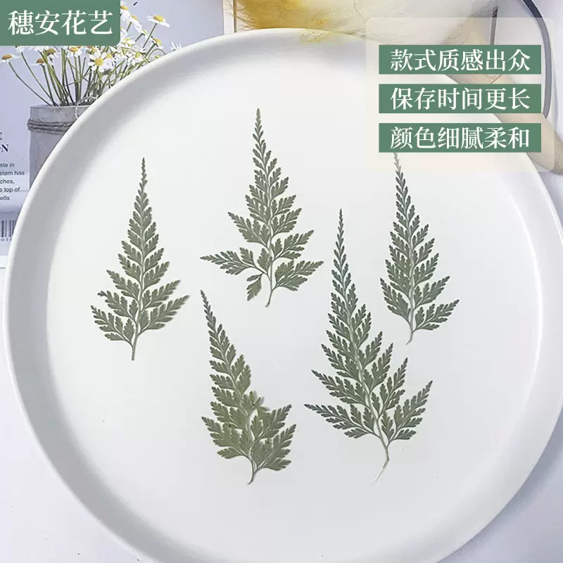 干花押花枝叶天然叶脉植物材料台灯蜡烛美甲相框乌蕨叶片押花材料