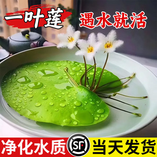 ˮ��һ�~ɏ��Ƽ����ˮ�݃���ˮ�|�~���쾰˯ɏ��ˮ��ˮ�B����ֲ��