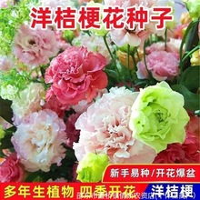 ذ۹Nļ_̨҃׻^pԻݷN