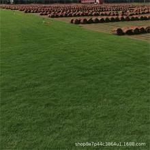 兰引三号草日本结缕草草坪大量批发草卷草块