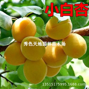 �Ә����޽��½�С���Ә������������������ͥԺ����ԷNֲ����