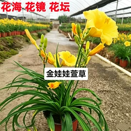 盆栽;一二年生花卉;种子
