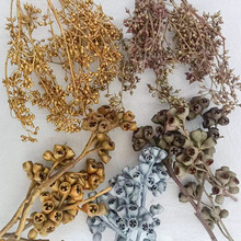 僵尸果小米果天然干果DIY手工材料家居装饰花材厂家直销创意干花