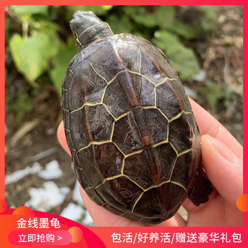 【中华草龟】多种乌龟活体草龟苗中华草龟 冷水龟陆水族金线墨龟