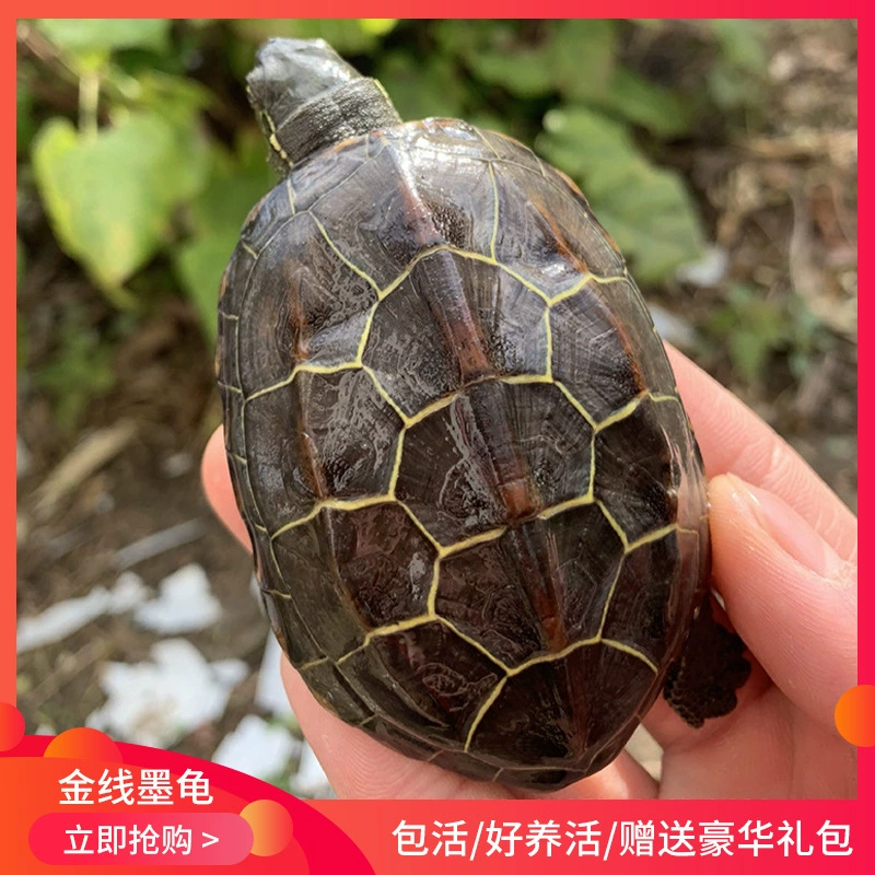 [Китайская травяная черепаха] различные саженцы живых черепах Китайская травяная черепаха в холодной воде сухопутный аквариум Золотая линия Чернила черепахи