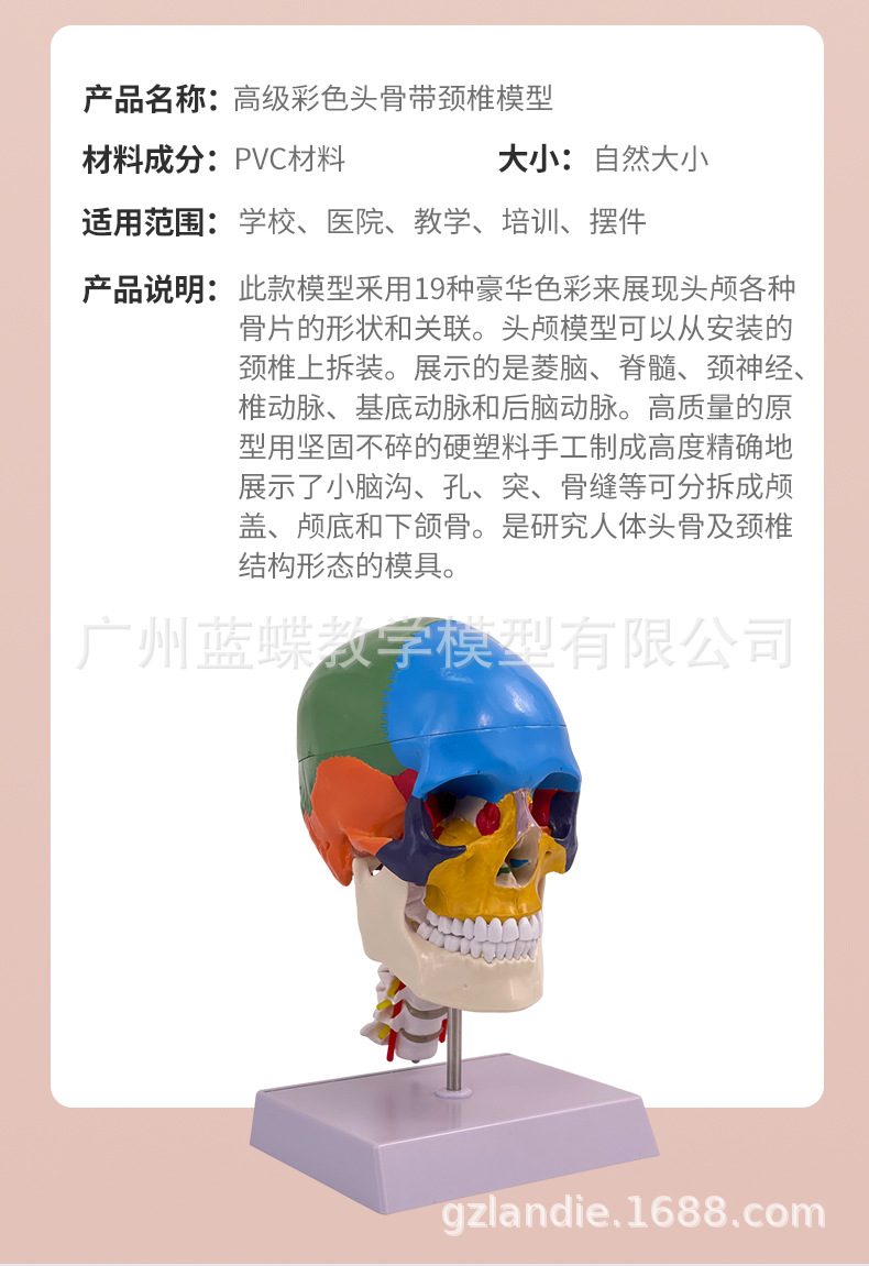彩色头骨-详情页_04