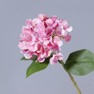 Pintura al óleo en polvo, hortensia grande de 4 hojas.