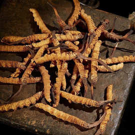 3根/g冬虫夏草头期虫草正品冬虫夏草虫草滋补品干货泡酒送礼