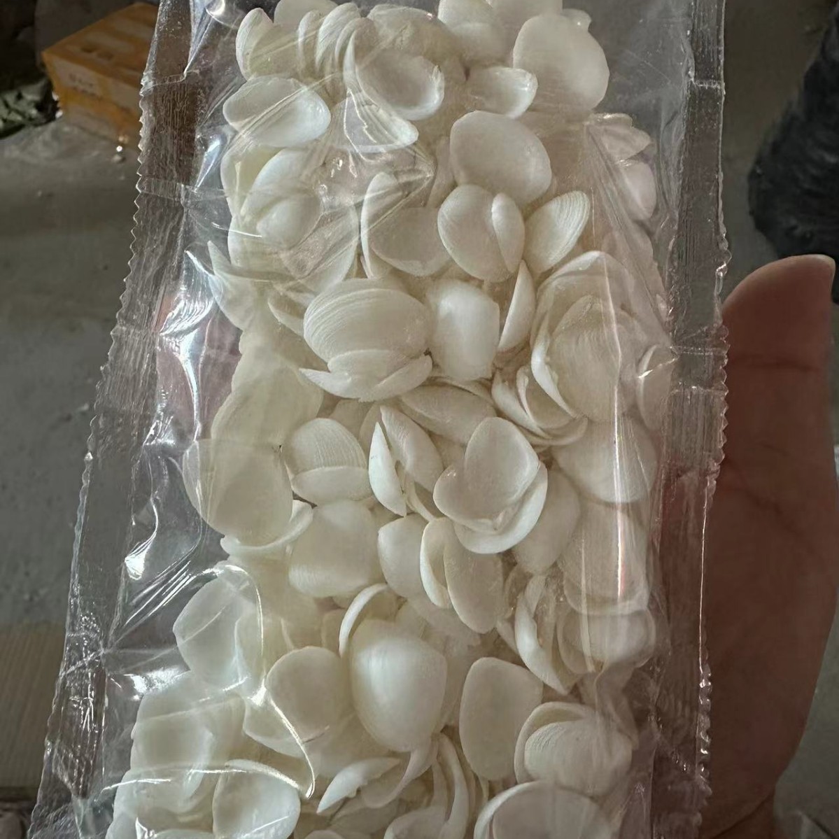 Concha Daquan natural con cera de pescado, materiales decorativos mediterráneos DIY al por mayor