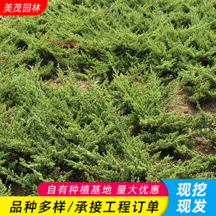 䁵ذ�ɳ�ذؾG����ر�ֲ���ɘ��ļ�����Gֲ�������� ���ذ���