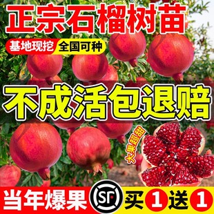 ʯ�����ͻ��˹ܛ�џo����ꖼtʯ������ͥԺˮ�������ش�������