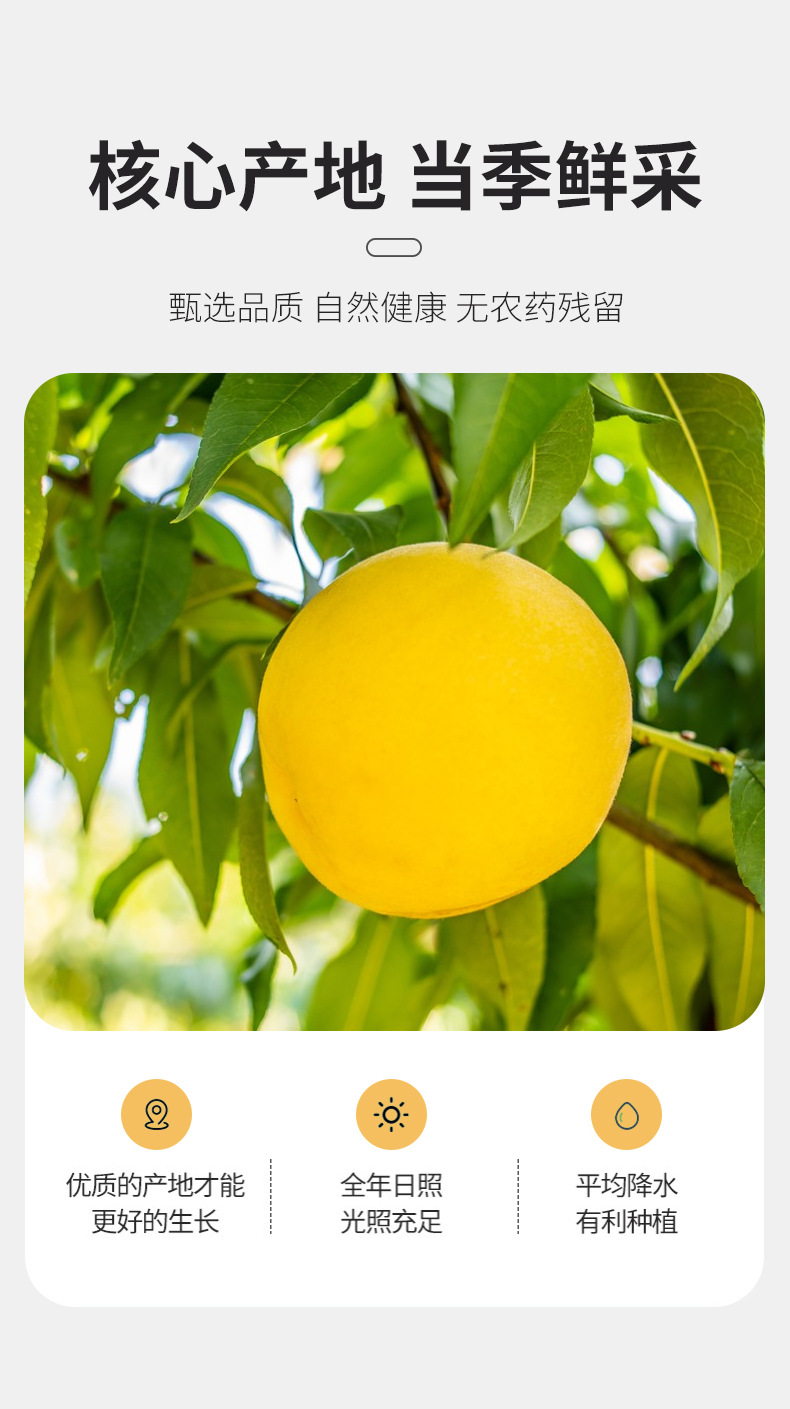 Freeze-Dried Yellow Peach Slices 500g Bulk Dried Fruit for Baking Snowflake Crisp and Desserts quality and texture