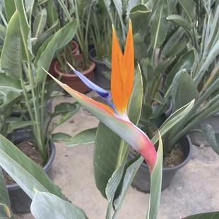 2502 Supply Safflower Strelitzia Reginae Seedlings Small Seedlings Bag Seedlings Bird of Paradise Flower Bird of Paradise Potted Garden