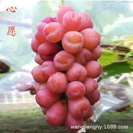 心愿美国红提无籽葡萄苗果树南北方四季种植盆栽爬藤树苗当年结果