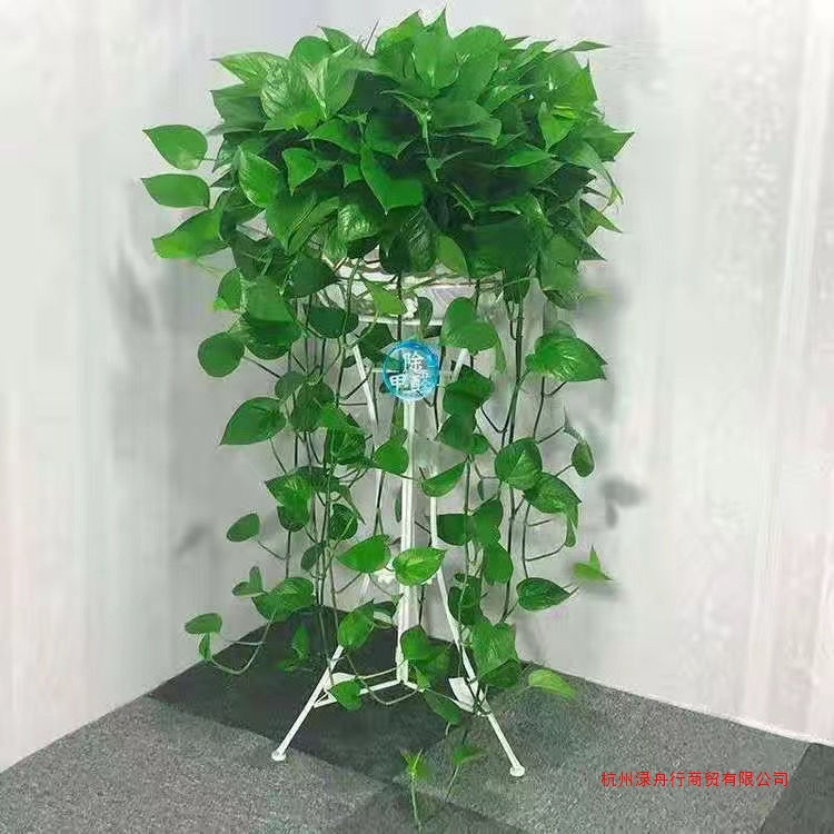 大盆绿萝盆栽客厅净化空气长藤水培花卉好养大叶植物批发办公室内
