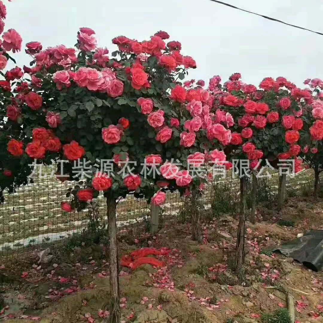 [Полный ассортимент] Юаньюэ Красные рассады Розовые рассады 1cm Розовые рассады Розовые чашки Розовые рассады 4cm