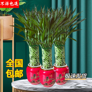 Housewarming Gift Weaving Rich Bamboo Lucky Bamboo Guanyin Bamboo Wenchang Bamboo Indoor Four-Season Green Plant with Roots Water-Raised Potted Plant