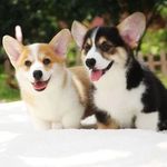 纯种柯基幼犬活体卡迪根威尔士双血统三色小短腿小型犬家养宠物狗