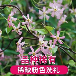 Pink Windmill Jasmine Climbing Vine Plant Courtyard Indoor and Outdoor Balcony Four-Season Flowering Trachelospermum Vine Potted Florals Cold-Resistant