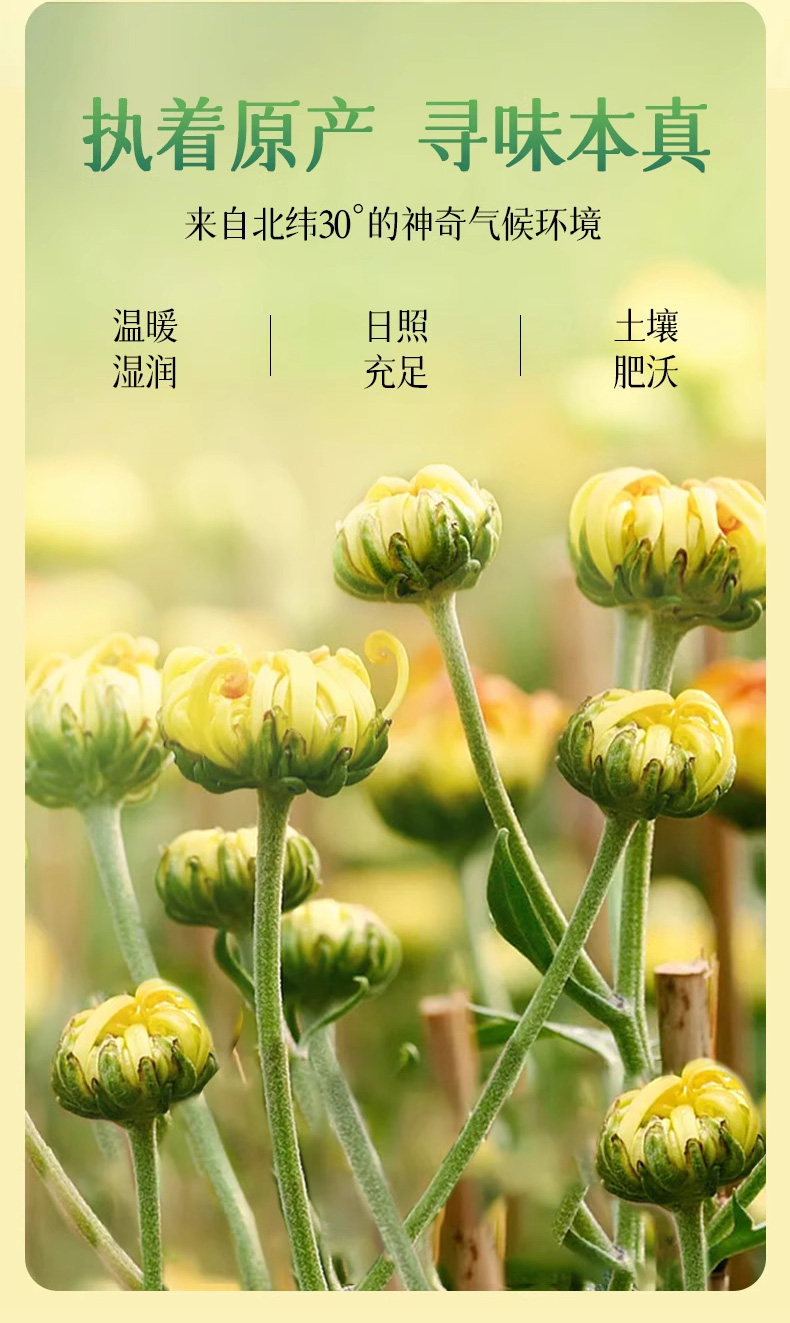Premium Fetal Chrysanthemum Buds Tongxiang Hangzhou White Chrysanthemum Tea Canned 65g key features