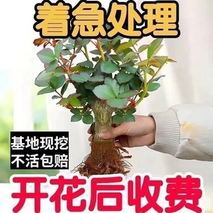 Fresh Rose Base Straight Hair Sf Express Shandong Yunnan Proposal Festival Fresh Cut Bouquet Kunming City Flower