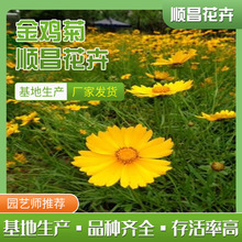 金鸡菊 公园绿化用花金鸡菊 盆栽金鸡菊量大从优 黄色系花卉采购