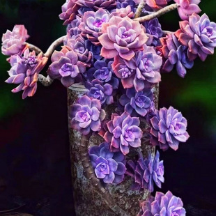 Old Stump Purple Succulent Plant Cliff Stump Indoor Living Room Office Easy to Care for Cold-Resistant Direct Sale