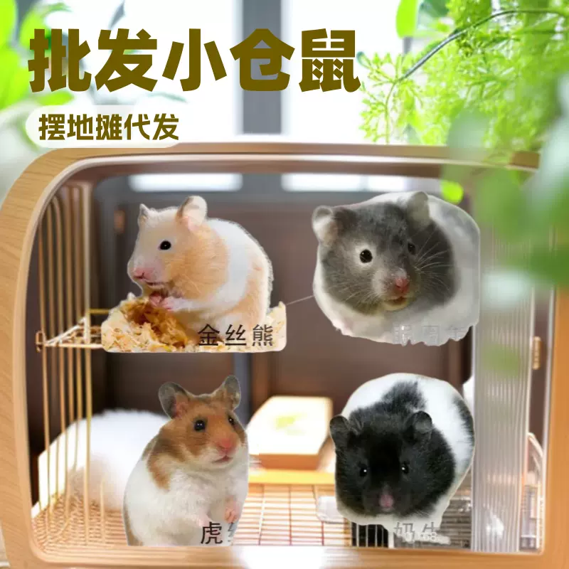 批发小仓鼠摆地摊代发三线紫仓银狐布丁金丝熊活体奶茶公婆