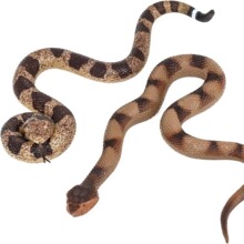 ���羳��Ʒ ��ͯ��߷���TPRܛ�z��ģ�����Ѓɗ�����������S����