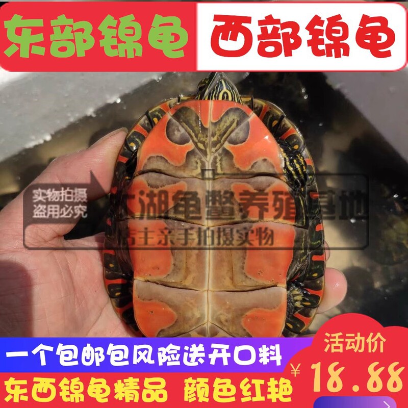 Waitang Eastern Brocade Turtle West Brocade Turtle Small Turtle Deep Water Ornamental West Brocade Turtle Western Brocade Turtle Farm Wholesale