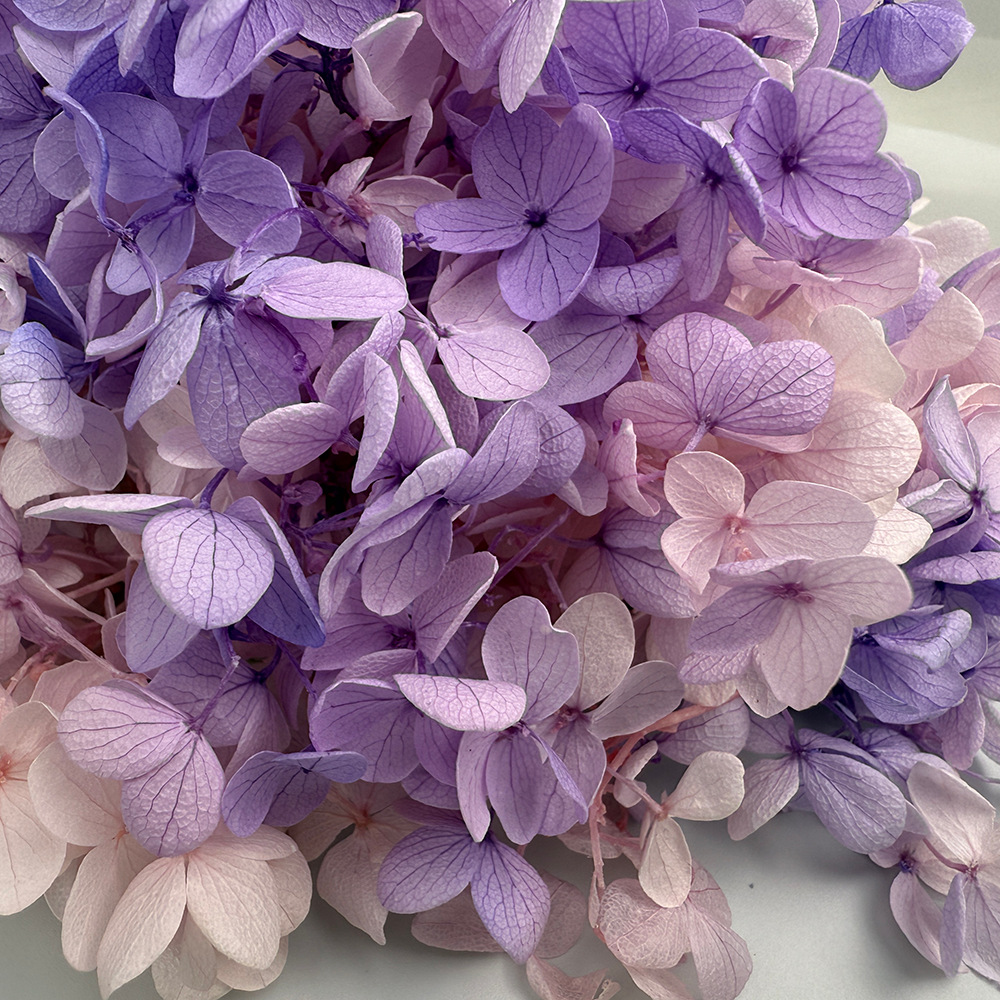 Flor de Hortensia de Madera con Degradado A+, Flor Eterna de Hortensia con Degradado, Flor Seca de Hortensia Unicornio, Flor Eterna de Hortensia