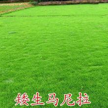 草坪种子不修剪草皮草种护坡固土四季常青马尼拉草籽庭院四季播种