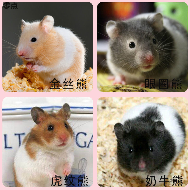 仓鼠活体宠物一只三线紫仓布丁金丝熊仓鼠宝宝幼崽包活包建康情侣