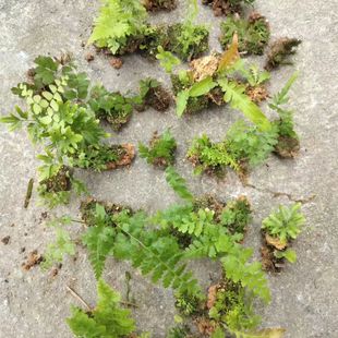 Original Ecological Micro-Landscape Mini Fern Ecological Bottle Moisture-Resistant Rainforest Tank Moss Small Fern Green Plant Indoor