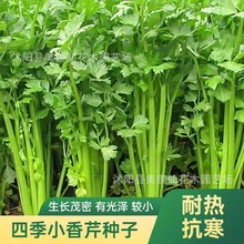 四季小香芹种子小芹菜籽农家菜园春季四季播盆栽阳台庭院蔬菜种孑