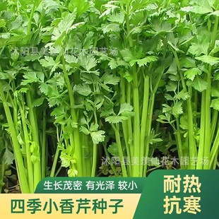 Four Seasons Small Parsley Seeds Small Celery Seeds Farm Vegetable Garden Spring All Year Round Sowing Potted Balcony Courtyard Vegetable Seeds